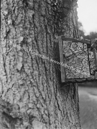 LAKE SIDE OAK TREE WITH NESTING BOX